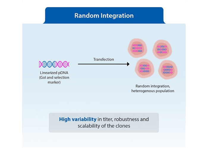 Random-integration-of-clones-img